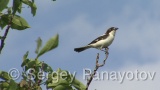Video of Woodchat Shrike - Woodchat Shrike hunting near to the nest